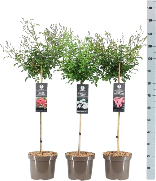 Rosa 'Mix Groundcovering Fairy' 70 cm stam C7,5 (7,5 liters kruka)