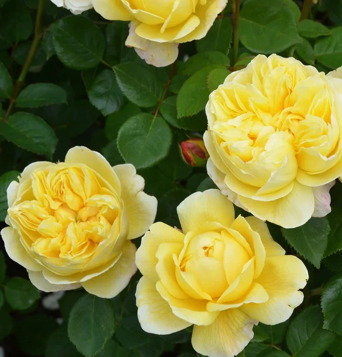 Rosa (H) 'Charles Darwin' C5 (5 liters kruka) / 23 cm kruka