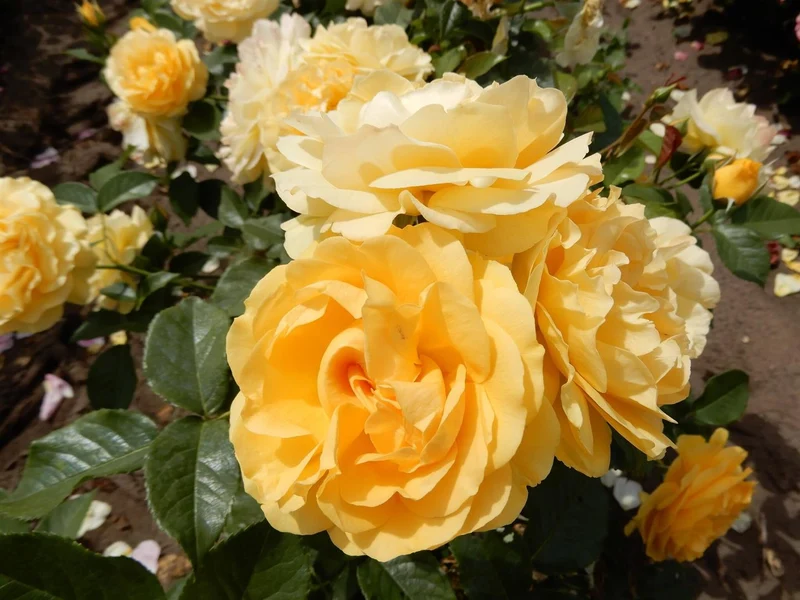 Rosa 'Absolutely Fabulous' - Stamros 70 cm, C7,5 (7,5 liters kruka)