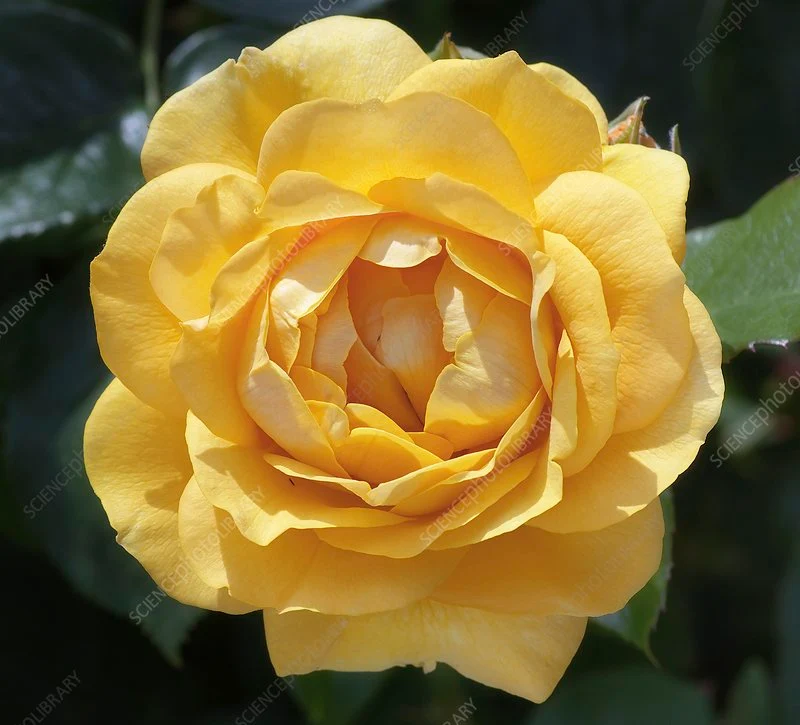 Rosa 'Absolutely Fabulous' C5 (5 liters kruka)