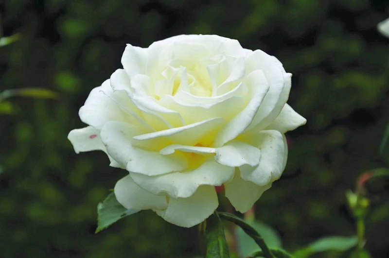 Rosa Annapurna - Stamros 90 cm (barrotad)