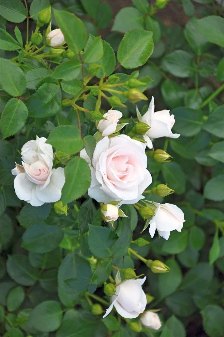 Rosa (H) 'Aspirin Rose' C3 (3 liters kruka)
