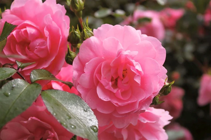 Rosa 'Bonica' – Stamros 110 cm stam (barrotad)