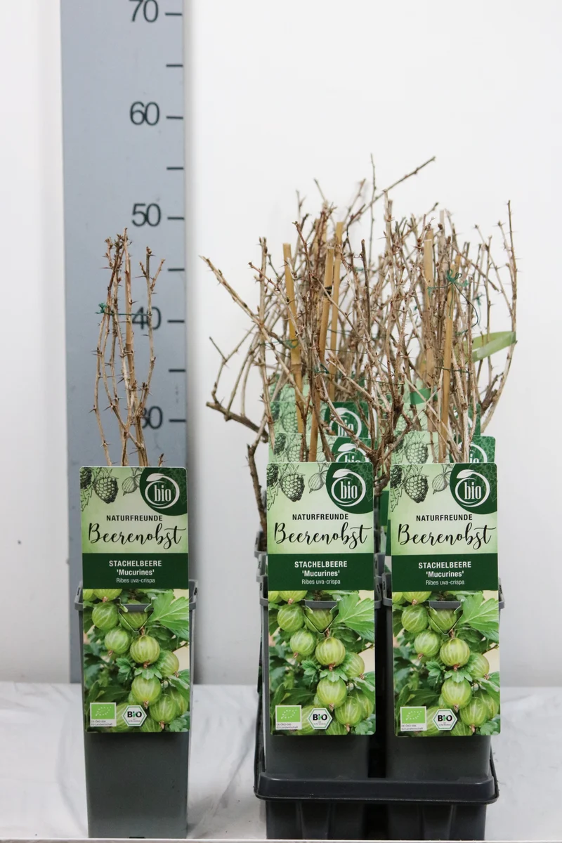 Ribes u.-c. 'Mucurines' C2 (2 liters kruka) 30-35 cm