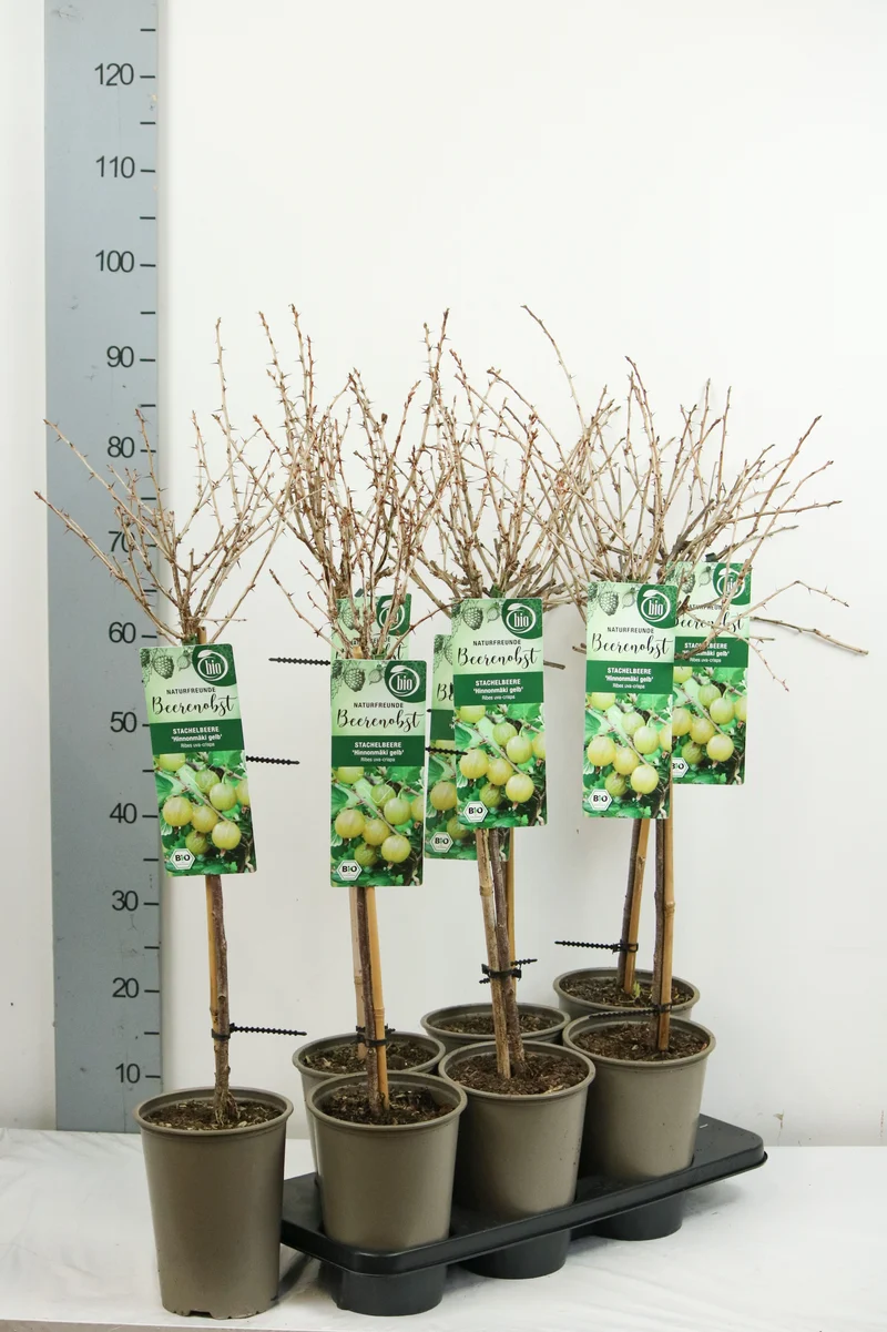Ribes u.-c. Hinnonmaki Gul - 60 cm stam, C3 (3 liters kruka)