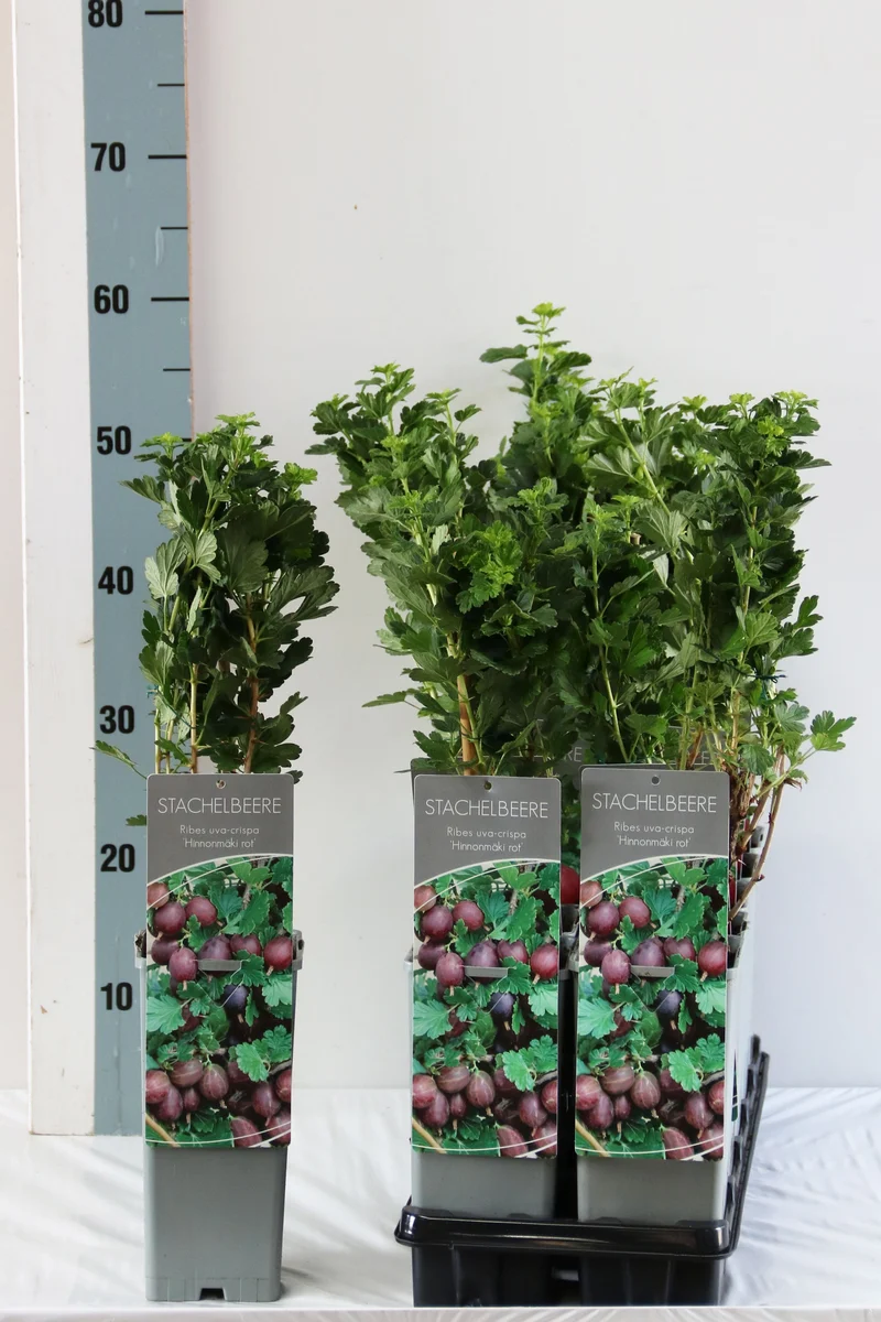 Ribes u.-c. 'Hinnonmaki Rod' C2 (2 liters kruka) 30-40 cm