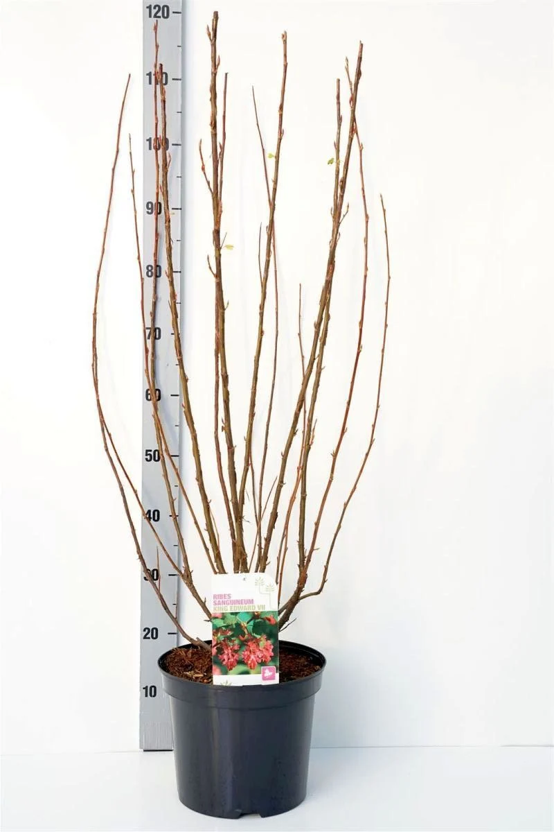 Ribes sang. 'King Edward VII' C7,5 (7,5 liters kruka) 80-100 cm