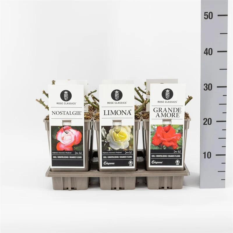 Rosa mix Edel/License/Classics C3 (3 liters kruka)