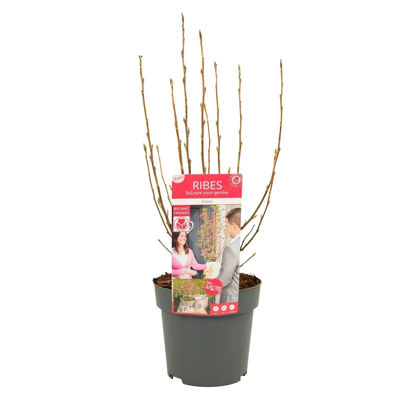 Ribes sang. 'Amore' C3 (3 liters kruka) 30+ cm