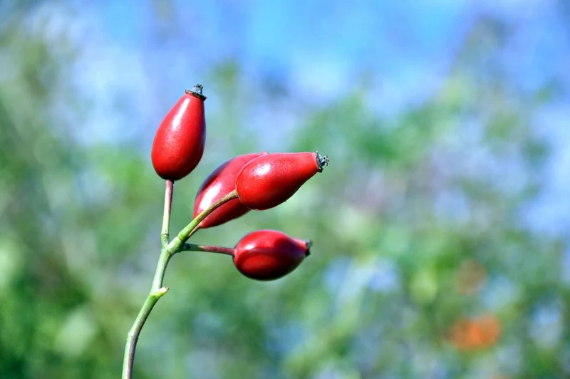 Rosa (o) 'Canina' C3 (3 liters kruka) 25-30 cm