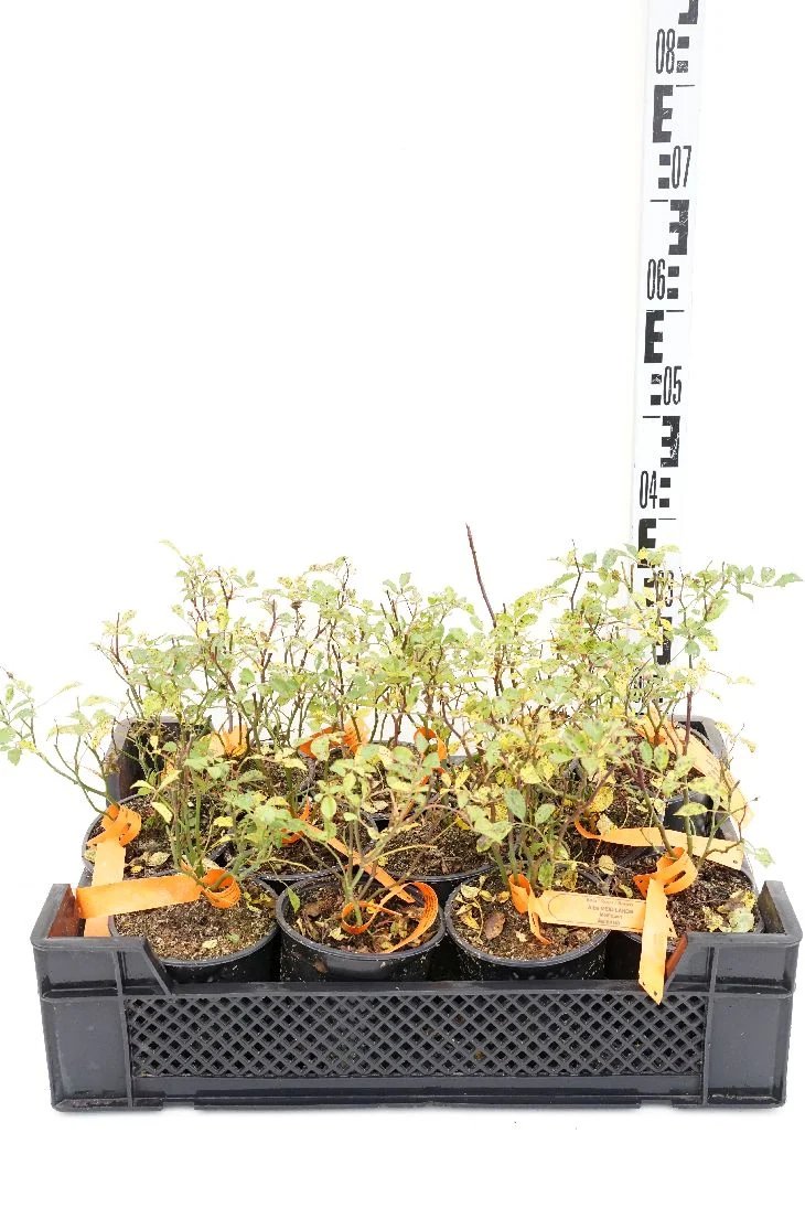 Rosa (H) 'Alba Meidiland' C1,5 (1,5 liters kruka)