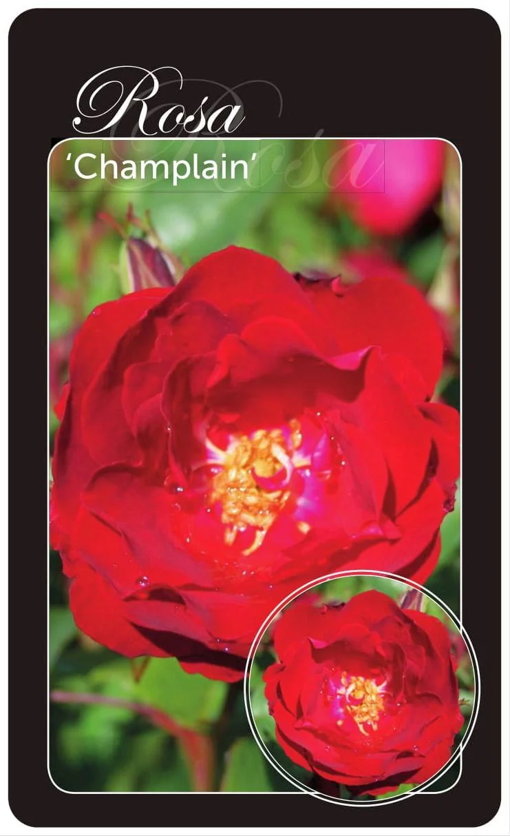 Rosa 'Champlain' - A-kvalitet, barrotad