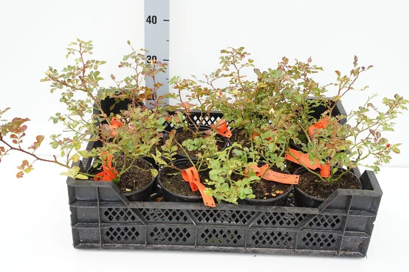 Rosa (H) 'Bingo Meidiland' C1,5 (1,5 liters kruka)