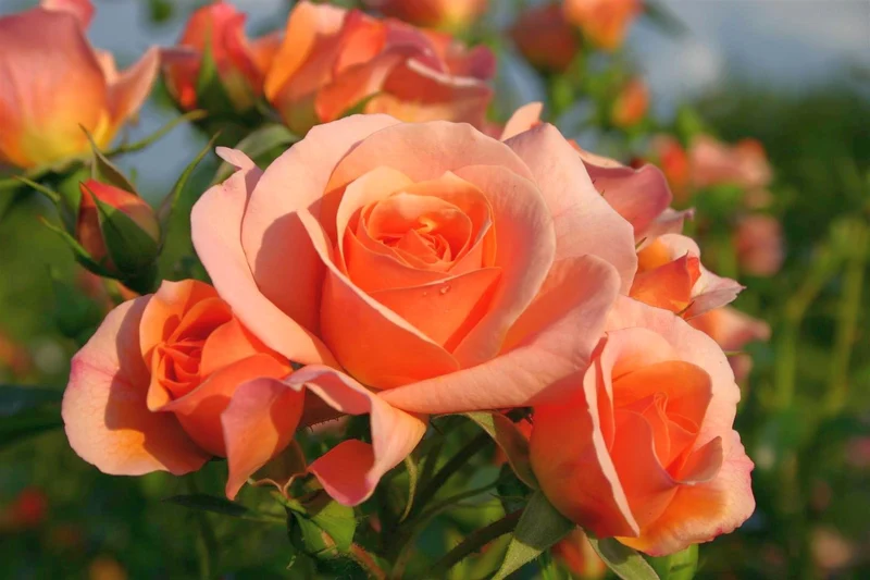 Rosa 'Aprikola' C3 (3 liters kruka) / 19 cm kruka