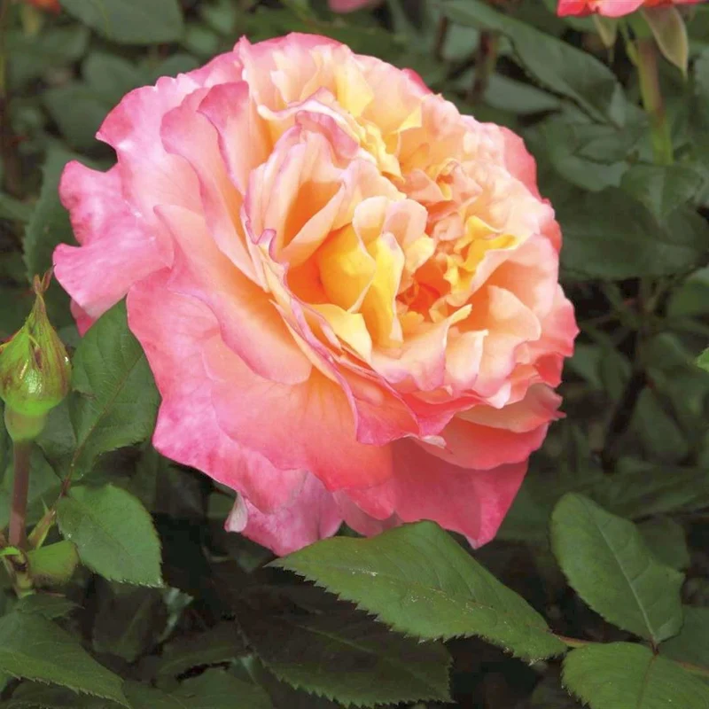 Rosa 'Augusta Luise' C3 (3 liters kruka / 19 cm kruka)