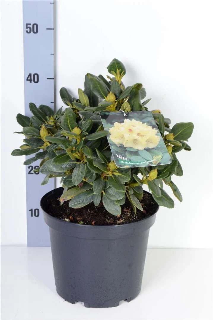 Rhododendron (Y) 'Flava' C5 (5 liters kruka) / 23 cm kruka 30-40 cm