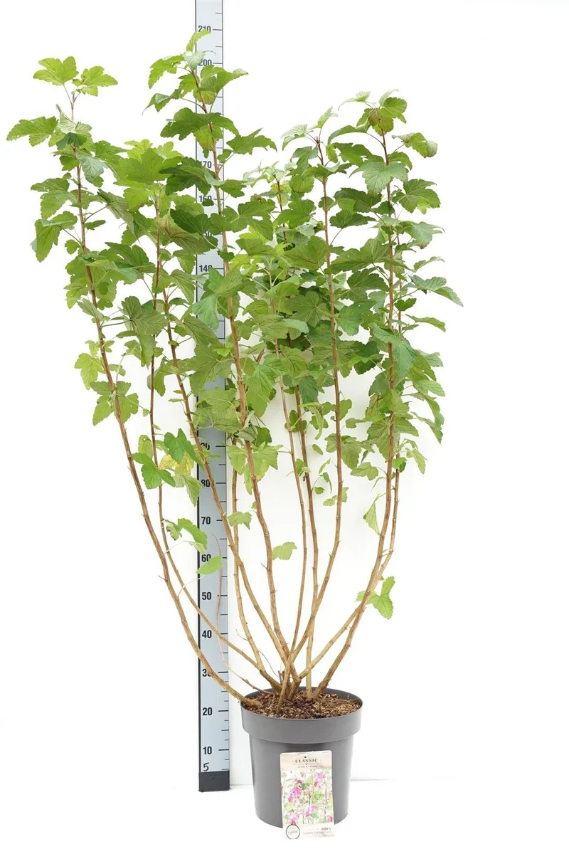 Ribes sang. 'Pulborough Scarlet' 100-125 cm, C12 (12 liters kruka)