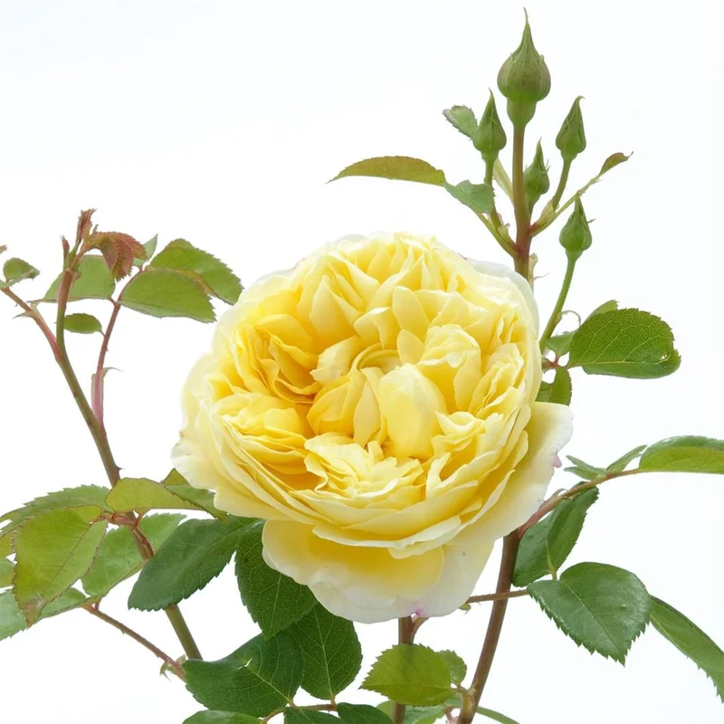 Rosa (H) 'Charles Darwin' C3 (3 liters kruka)