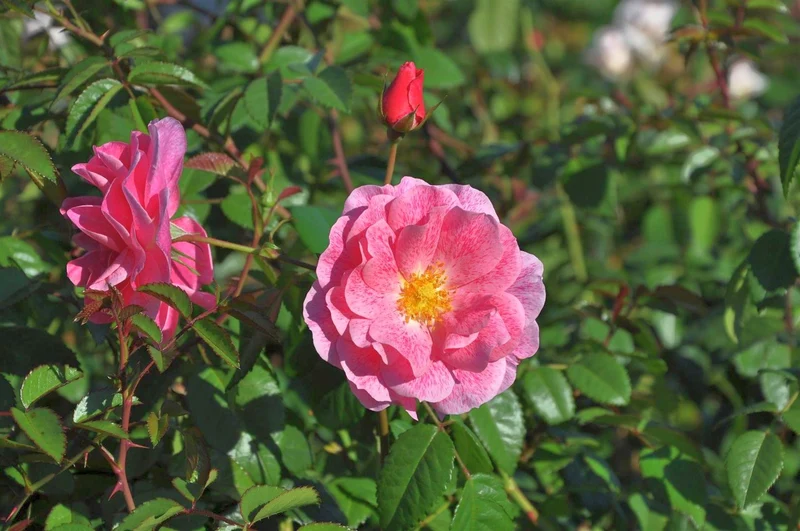 Rosa (F) 'Camelot' C5 (5 liters kruka) / 23 cm kruka