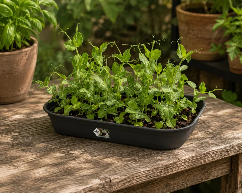 Green Basics 'Odlingstråg' M - Living Black