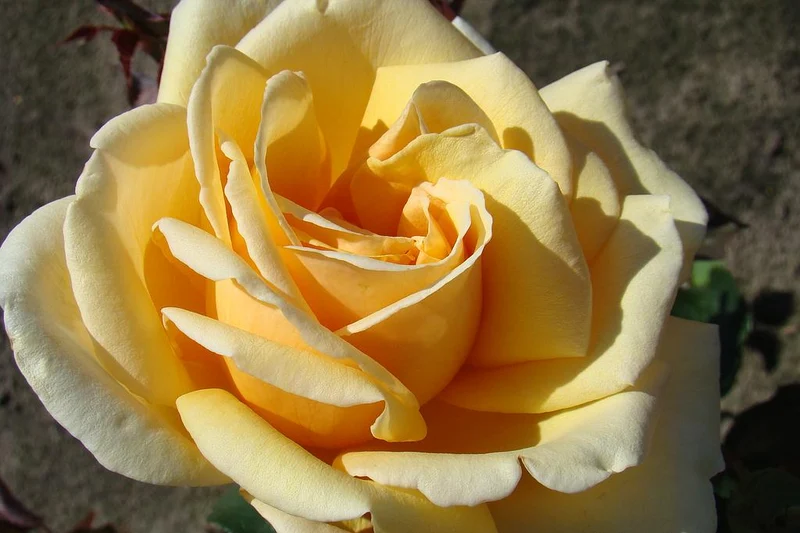 Rosa (T) 'Diamond Jubilee' C3 (3 liters kruka)