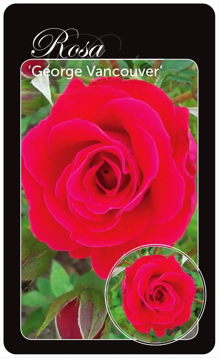 Rosa 'George Vancouver' Barrotad (A-kvalitet)