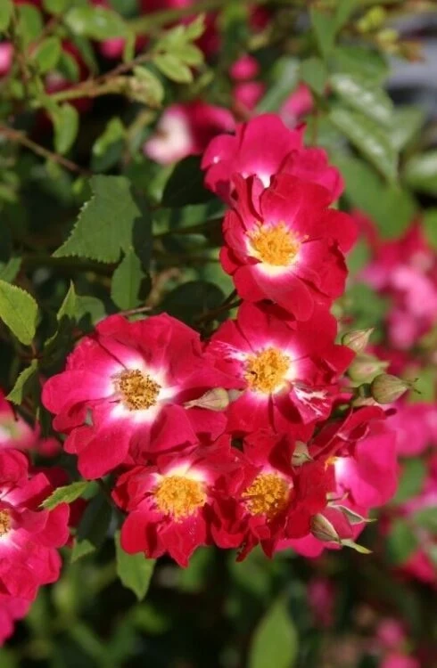 Rosa 'Climbing Libertas' (R) C7,5 (7,5 liters kruka)