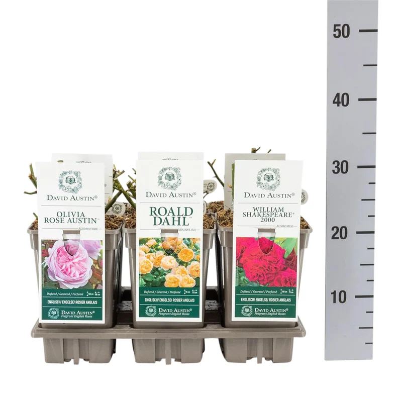 Rosa mix David Austin C3 (3 liters kruka) / 19 cm kruka