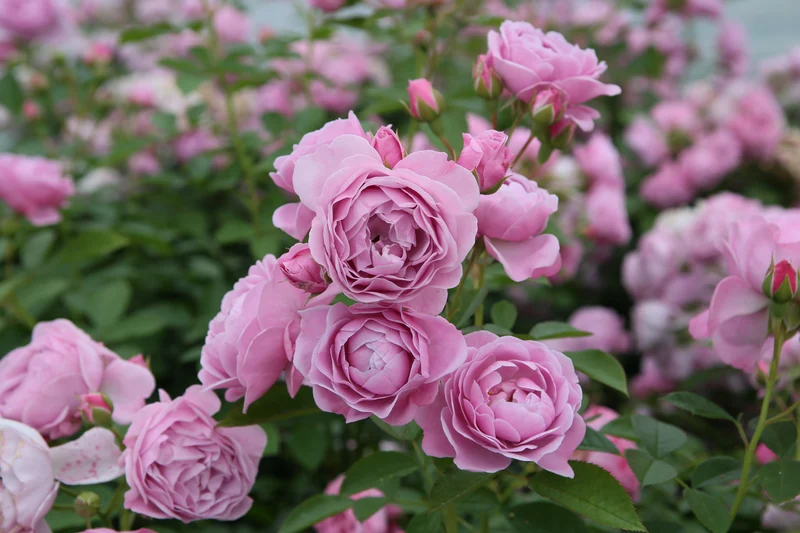 Rosa (F) 'Nautica' 70 cm stam, C7,5 (7,5 liters kruka)