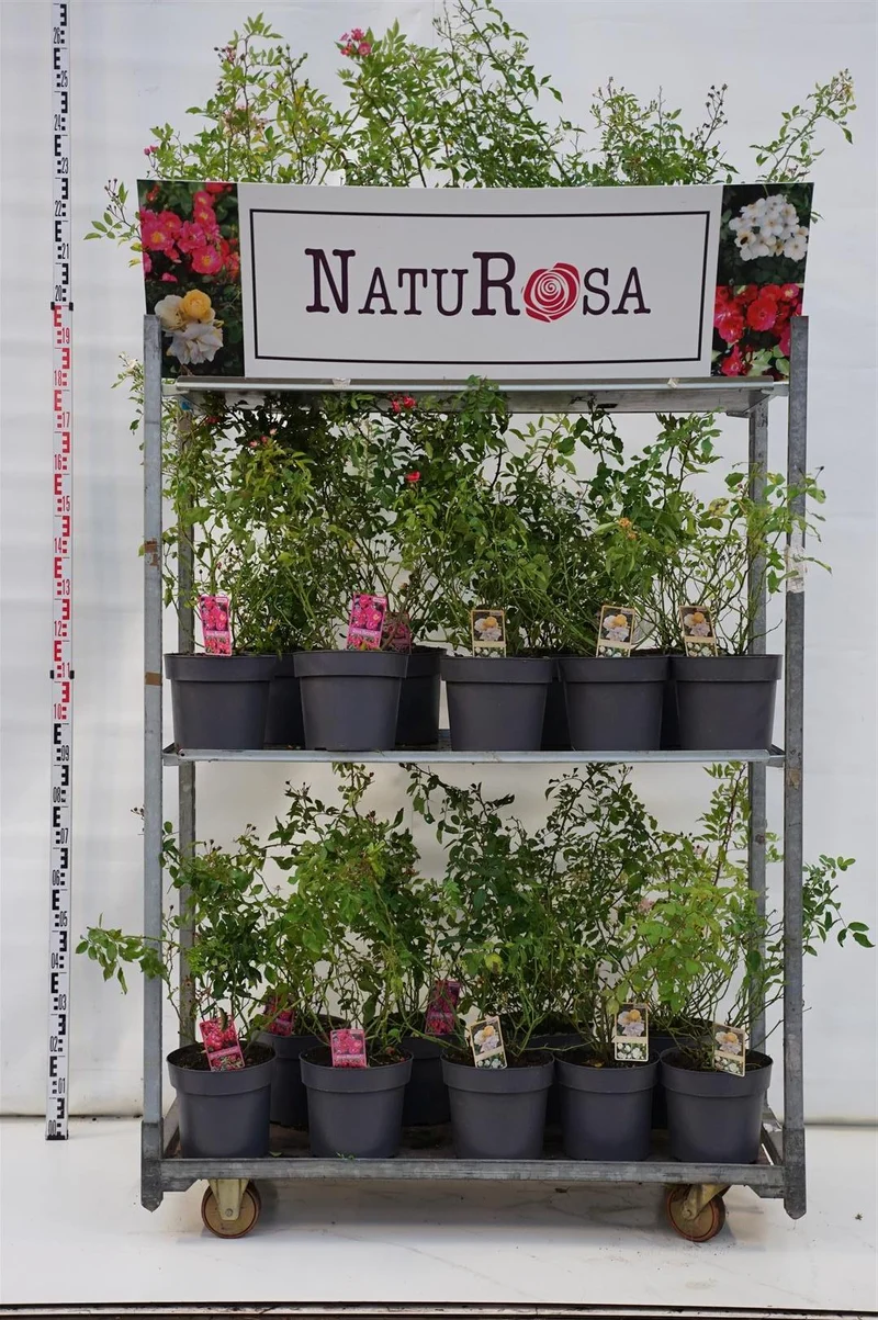 Rosa 'Naturosa'® C7 (7 liters kruka)