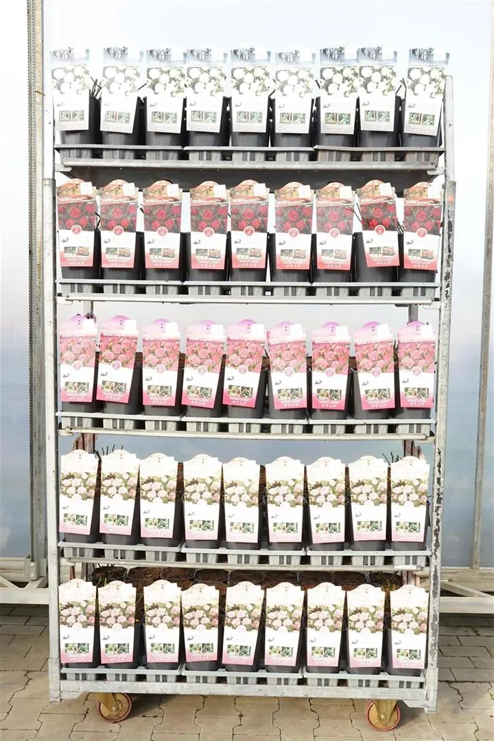 Rosa 'Mix Groundcovering Classics' C3 (3 liters kruka)