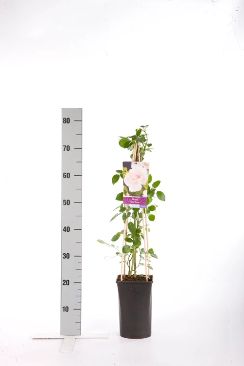 Rosa 'New Dawn' C2,5 (2,5 liters kruka) 70 cm