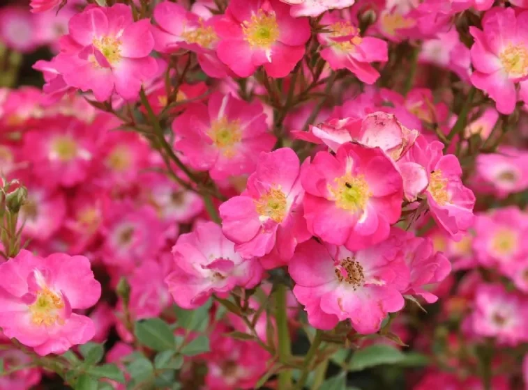 Rosa 'Lupo' C1,5 (1,5 liters kruka)