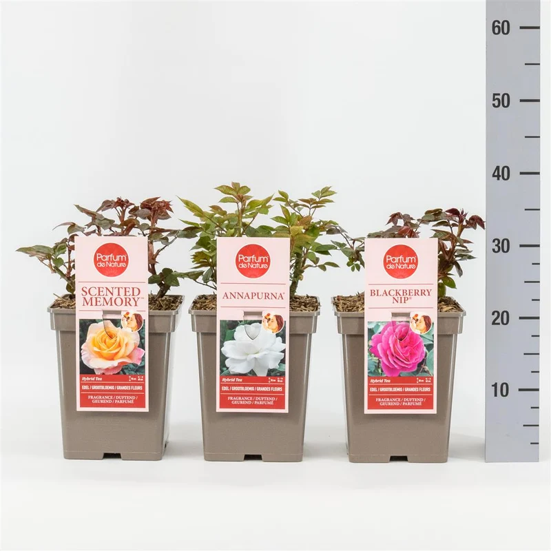 Rosa 'Parfuma'® i sorter C3 (3 liters kruka)