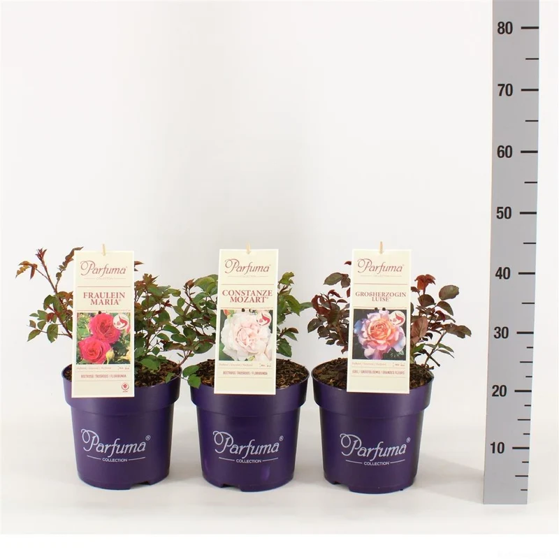 Rosa Kordes Parfuma (blandade sorter) C5 (5 liters kruka)