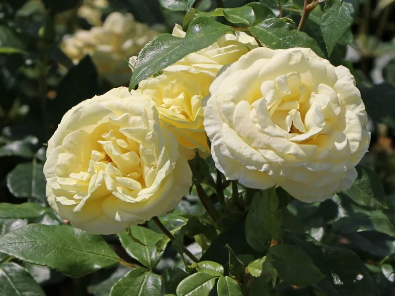 Rosa (T) 'Limona' C3 (3 liters kruka)