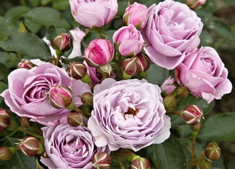 Rosa (F) 'Nautica' C3 (3 liters kruka)