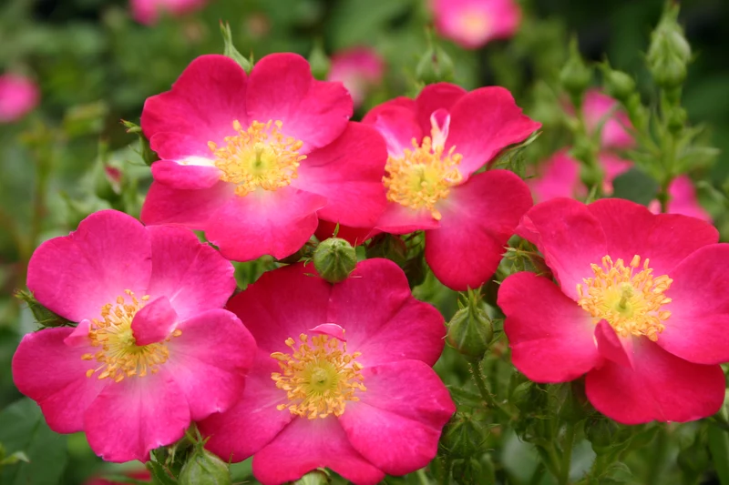 Rosa 'Lupo' 50 cm stam, C5 (5 liters kruka)