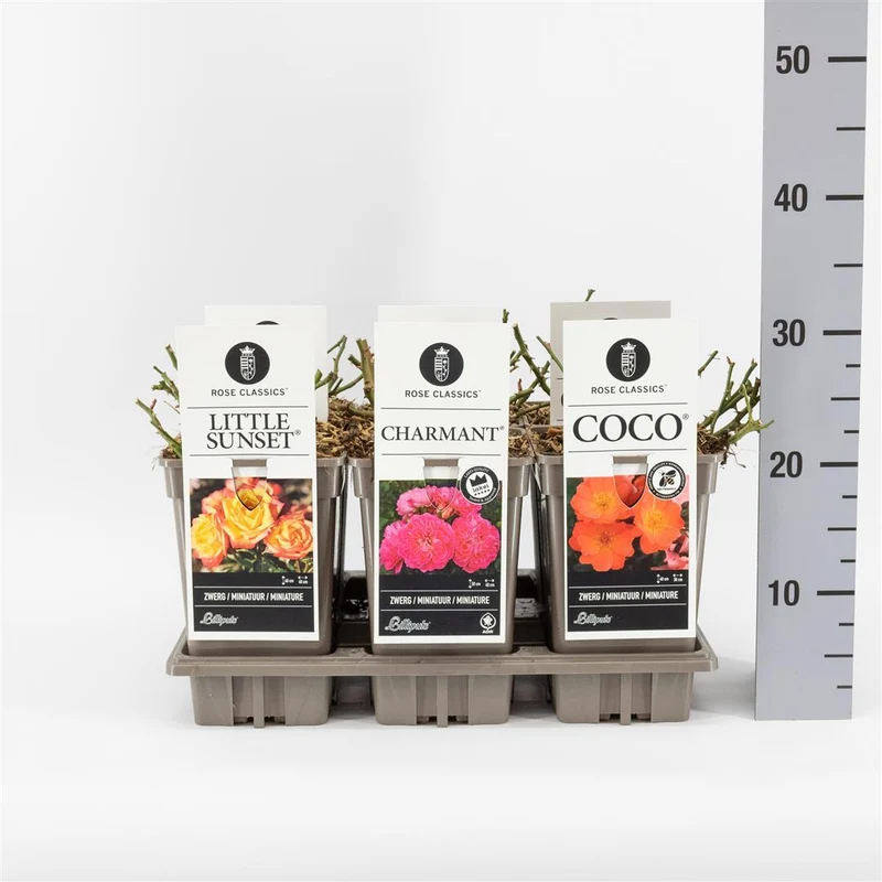 Rosa mix Miniature/License/Classics C3 (3 liters kruka) / 19 cm kruka