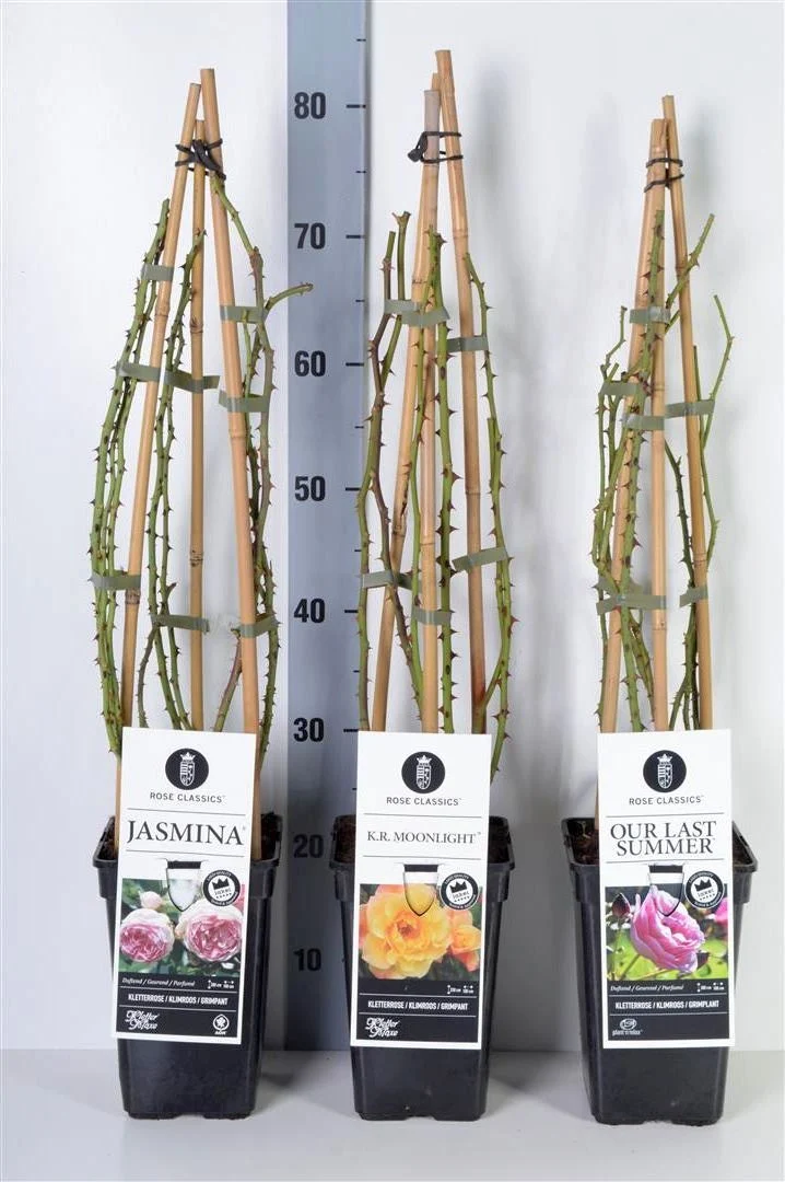 Rosa Mix Klätterrosor Exclusive C3 (3 liters kruka) / 19 cm kruka