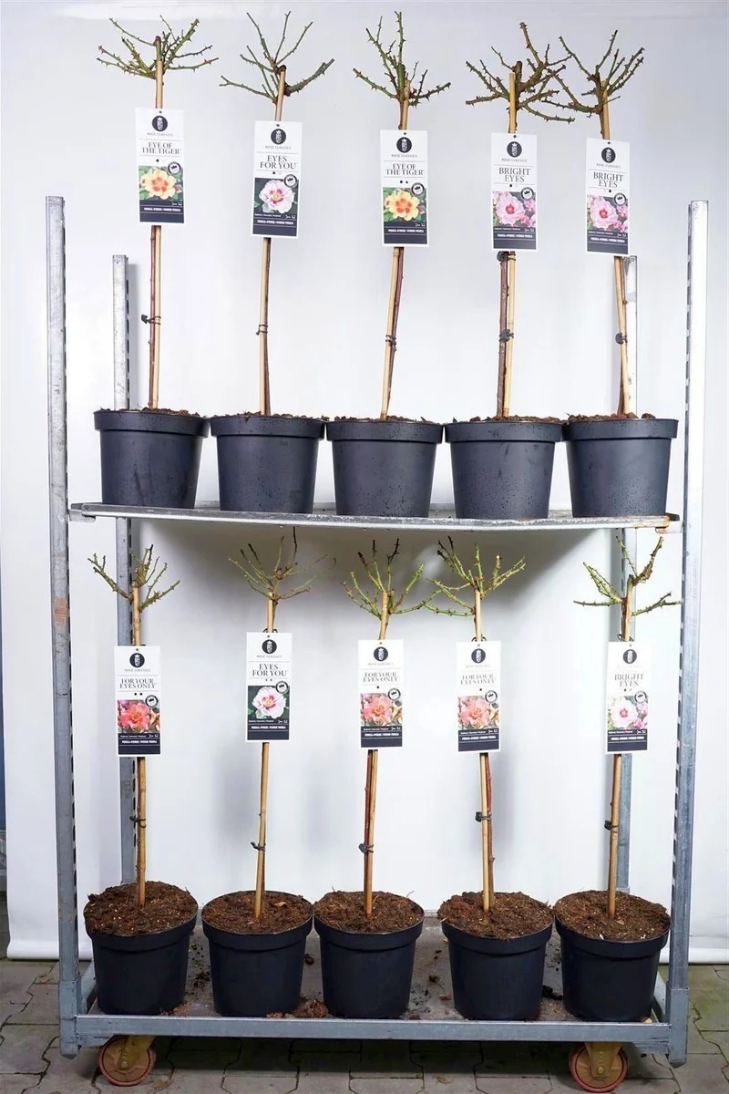 Rosa (Persica-rosor) i sorter - 70 cm stam, C7,5 (7,5 liters kruka)
