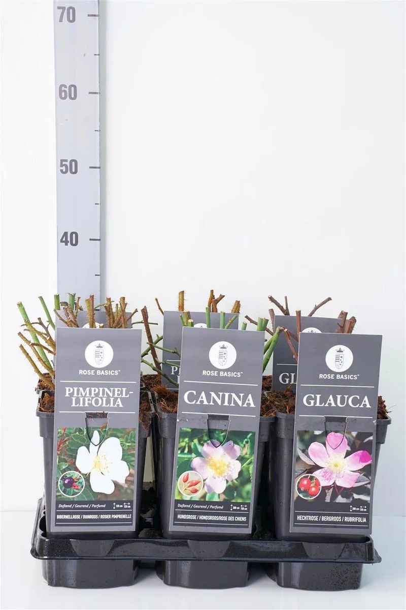 Rosa i sorter C3 (3 liters kruka) / 19 cm kruka
