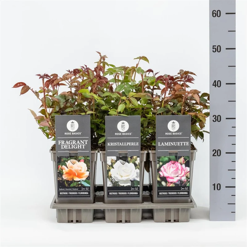 Rosa mix Rabattrosor C3 (3 liters kruka)