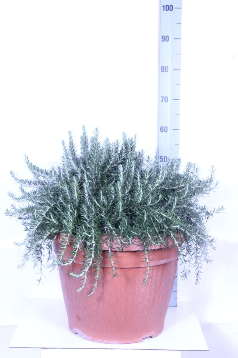Rosmarinus off. 'Prostratus' 45 cm kruka, buske
