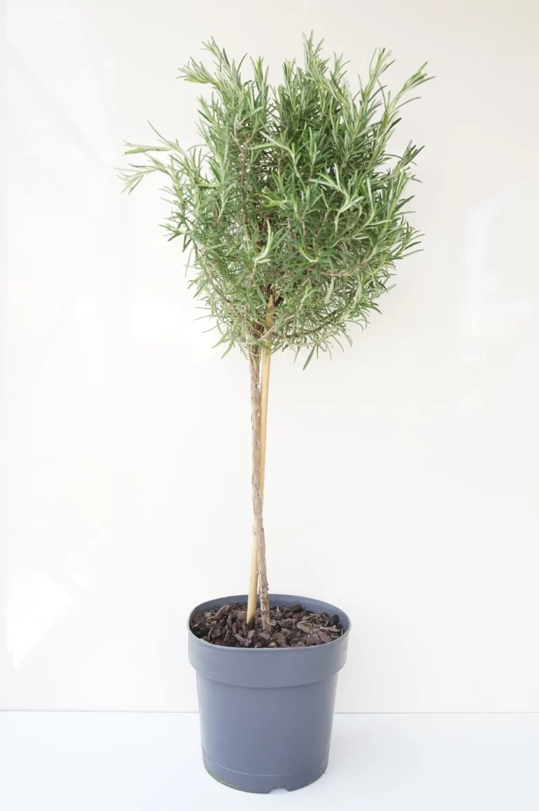 Rosmarinus officinalis 60 cm stam - C2,5 (2,5 liters kruka) / 18 cm kruka