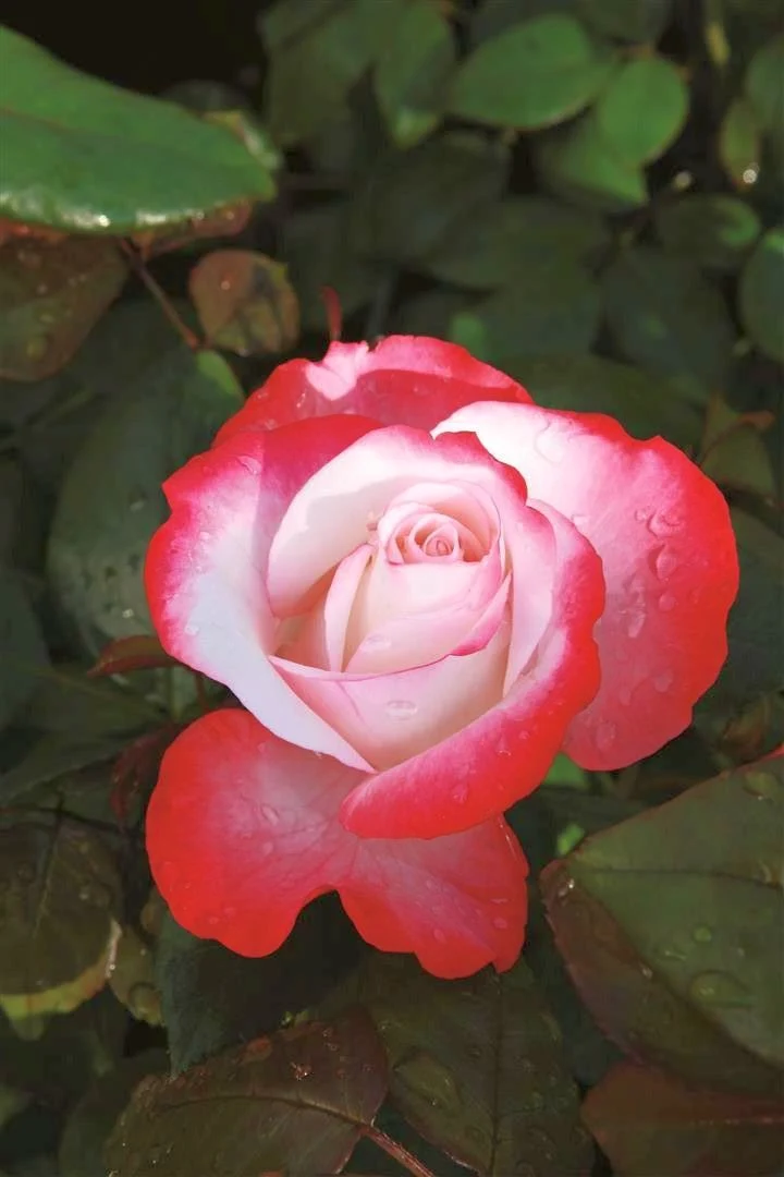 Tehybridros Rosa 'Nostalgie' 110 cm stam (barrot)