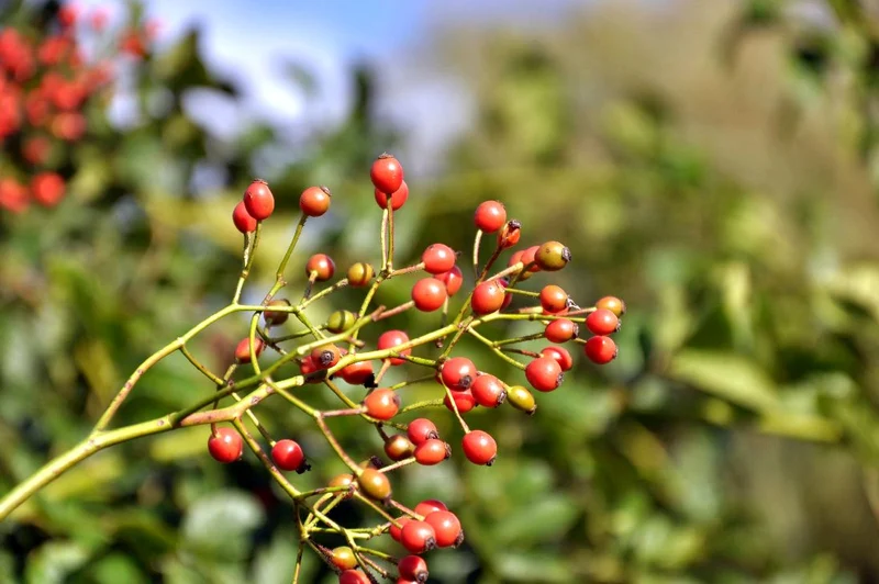 Rosa (o) multiflora C3 (3 liters kruka)