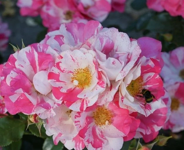 Rosa 'Mind Games' 50 cm stam, C5 (5 liters kruka)