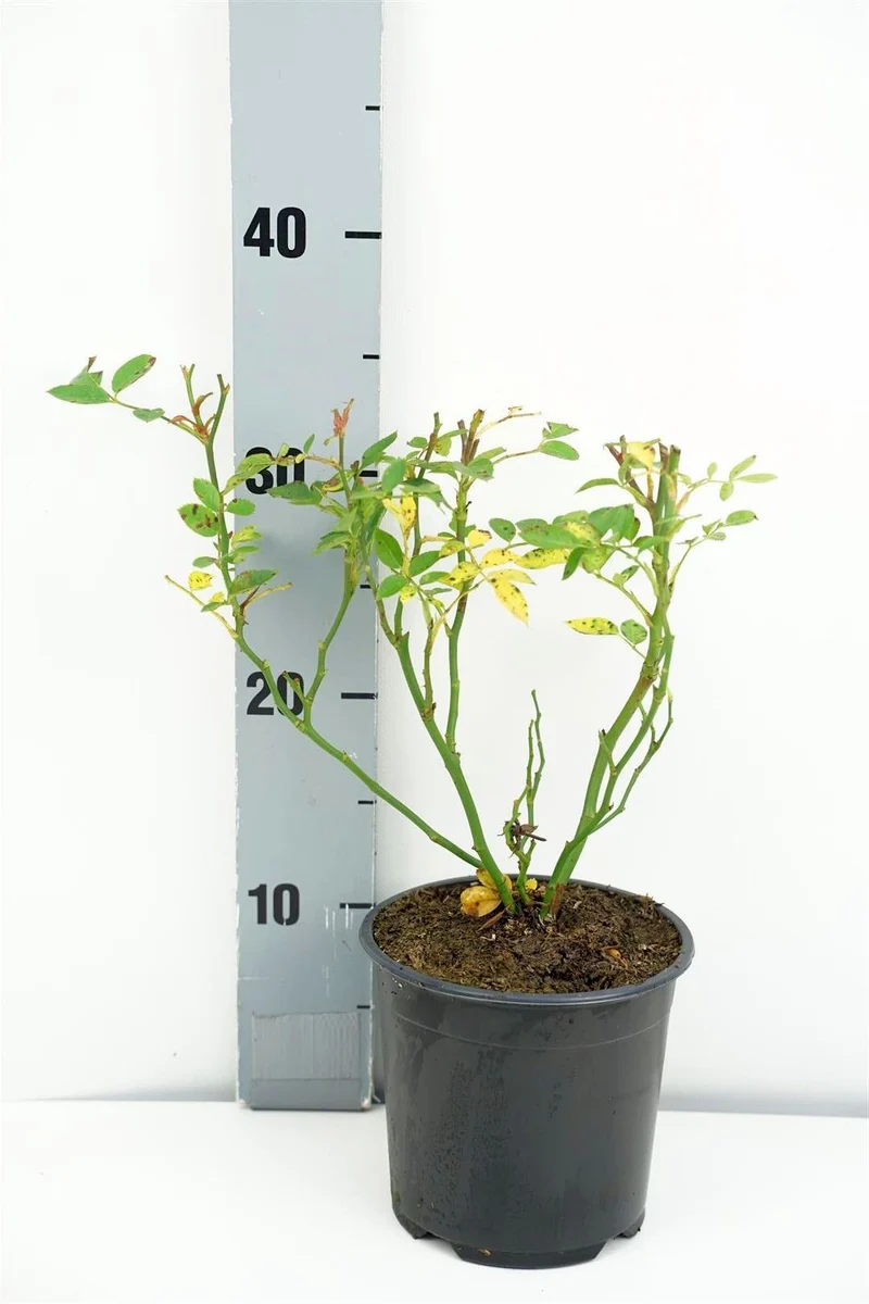 Rosa (H) 'Kent' C1,5 (1,5 liters kruka)