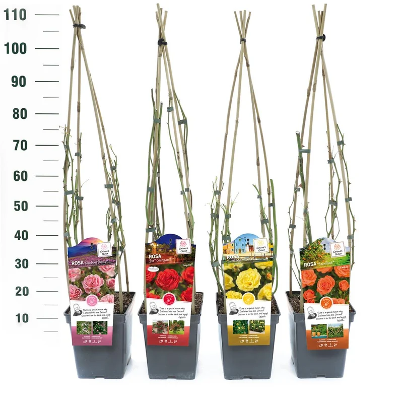 Rosa Klätterrosor Mix Exklusiv C5 (5 liters kruka) 25+ cm